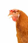 Close Up Side View Of Brown Chicken Hen Isolated White Background Use For Farm Animals And Livestock Theme Stock Photo