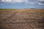 Cotton Field In Oakey Stock Photo