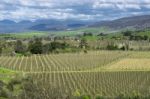 Farming Field In Tasmania, Australia Stock Photo