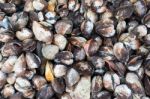 Group Of Sea Shell Stock Photo