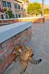 Venice Italy Cat On The Street Stock Photo