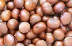 Chestnut Stock Photo