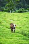 Country Cow Stock Photo