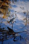 European Grey Heron Stock Photo