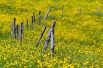 Yellow Meadow Stock Photo