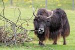 Yak (bos Grunniens) Stock Photo