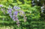 Sandpaper Vine Or Purple Wreath Stock Photo