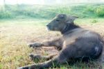 Buffalo Stock Photo