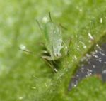 Adult Greenfly Stock Photo