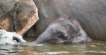 Image Of A Funny Young Elephant Swimming In A Lake Stock Photo