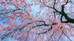 Cherry Blossom With Soft Focus, Sakura Season In Spring Stock Photo