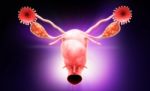 Female Reproductive System Stock Photo