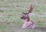 The Deer Of Richmond Park Stock Photo