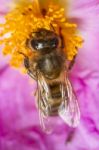 European Honey Bee (apis Mellifera) Stock Photo