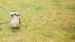 Kookaburra Close Up Outside During The Day Stock Photo