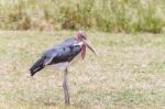 The Marabou Stork, Leptoptilos Crumenifer In Serengeti National Stock Photo