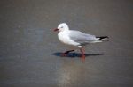 Red-billed Gull (chroicocephalus Scopulinus) Stock Photo