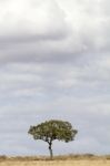 Lonely Tree And Cloudy Sky Stock Photo