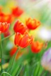 Tulip Stock Photo