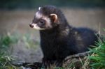 European Polecat (mustela Putorius) Stock Photo