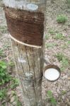 Milky Latex Rubber Tree In Bowl Stock Photo