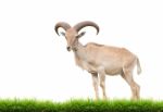 Barbary Sheep Stock Photo