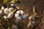 Cotton Field In Oakey, Queensland Stock Photo