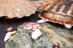 Scallops On Wet Stones Stock Photo