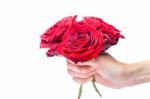 Hand Holding Red Roses With Water Drops Stock Photo