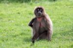 Gelada Baboon (theropithecus Gelada) Stock Photo