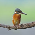 Female Common Kingfisher Stock Photo