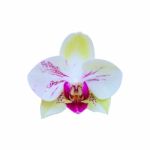 Orchid Isolated On White Background Stock Photo