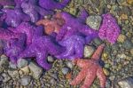 Colourful Starfish Stock Photo