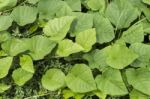 Green Leaves Background, Day Light Stock Photo