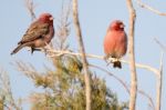 Sinai Rosefinch Stock Photo