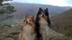 Two Shelties Near Burgruine Aggstein In Austria Stock Photo