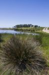 Small Patch Of Trees And Pond Stock Photo