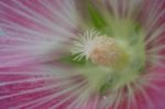 Pink Flower Close Up Stock Photo