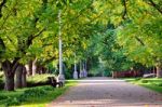 Autumn Landscape - Beautiful Autumn Walkway In Park. Walnut Alle Stock Photo