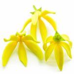 Ylang-ylang Flower Stock Photo