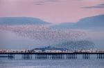 Brighton, East Sussex/uk - January 26 : Starlings Over The Pier Stock Photo