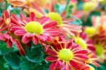 Red Chrysanthemum Flowers In Garden Stock Photo