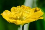 Small Yellow Pollen On Flowers Stock Photo