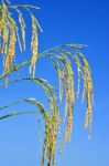 Paddy Rice Stock Photo