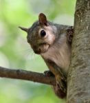 Beautiful Isolated Photo With A Funny Cute Squirrel On A Tree Stock Photo