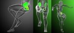 3d Rendering Medical Illustration Of The Pelvis Bone Stock Photo