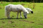 Dog And Shetland Grazing Stock Photo