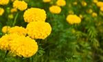 Yellow Marigolds Stock Photo