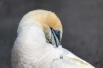 Australasian Gannet (morus Serrator) Stock Photo