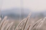 Beautiful Grass Flower Background ,selective Focus Stock Photo